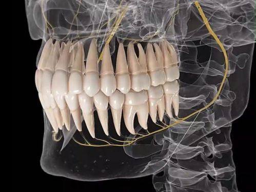 影响烤瓷牙寿命的因素